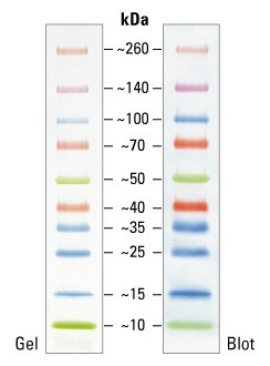 Маркеры белковые молекулярного веса, предокрашенные, Spectra, 10-260 кДа, 10 полос