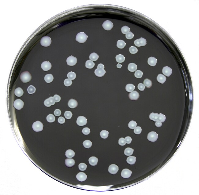 Среда ростовая BCYE для изоляции Legionella, чашки Петри 90 мм, 10 шт/уп