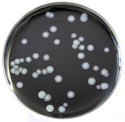 Агар селективный MWY для Legionella, чашки Петри 90 мм, 10 шт/уп