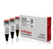Маркер длин ДНК TrackIt 50 bp DNA Ladder, 17 фрагментов от 50 до 2500 п.н.; готовый к применению; 0,1 мкг/мкл